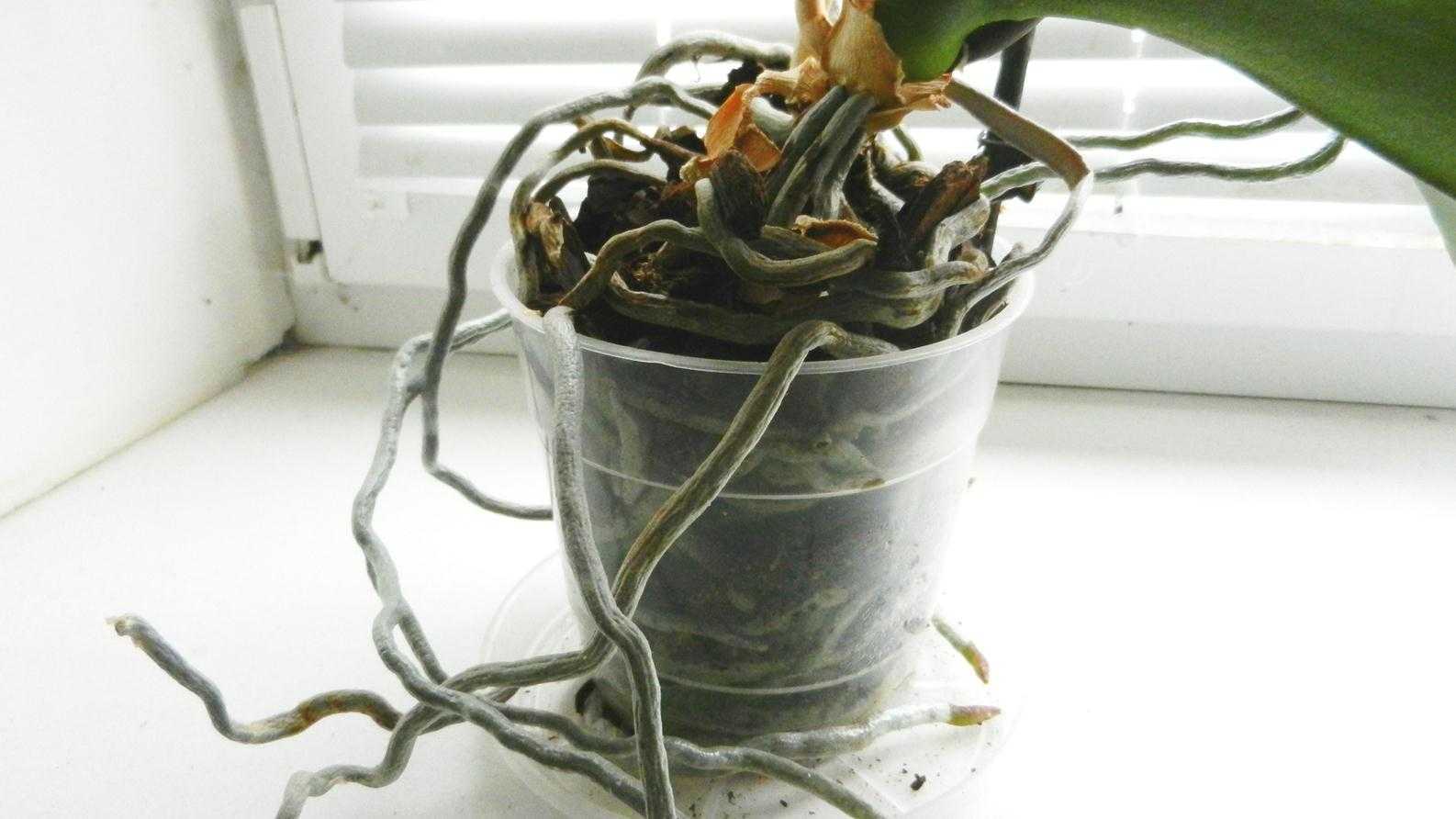 Пересадка орхидеи пошагово с фото. Орхидея в горшке корни. Пересадка орхидеи. Пересадить орхидею. Горшки для цветов с воздушными корнями.