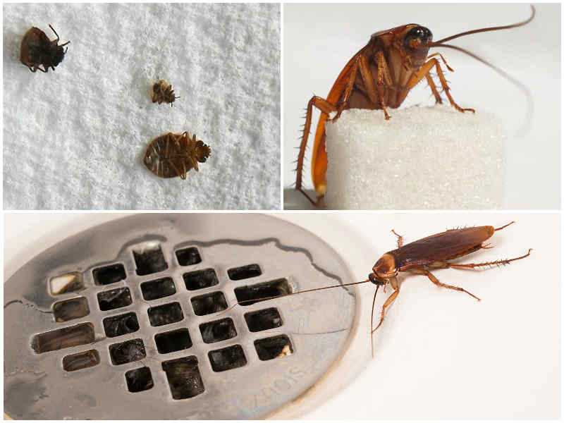 ❶ тараканы в квартире: 10 причин, откуда берутся, как появляются в частном доме, от чего заводятся в новостройках на 1, 2, 5 этажах