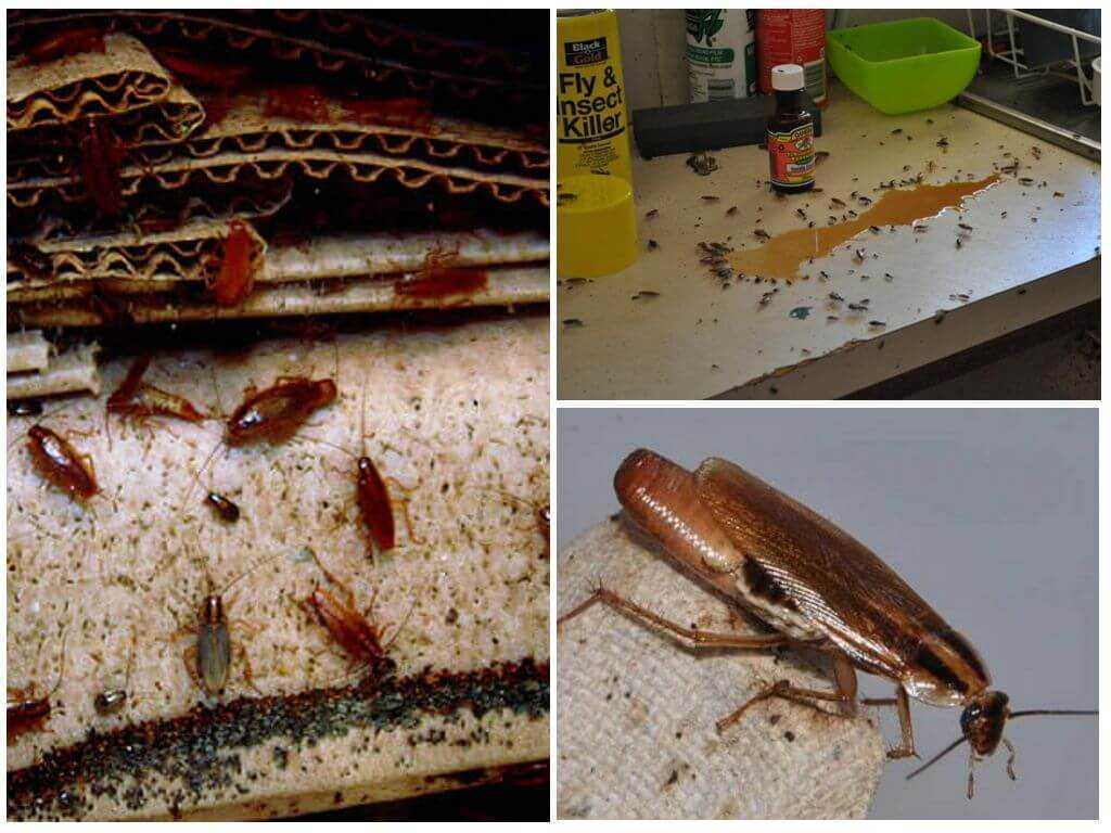 Откуда берутся тараканы? от чего появляются в частном доме? как заводятся в квартире? основные причины появления домашних тараканов
