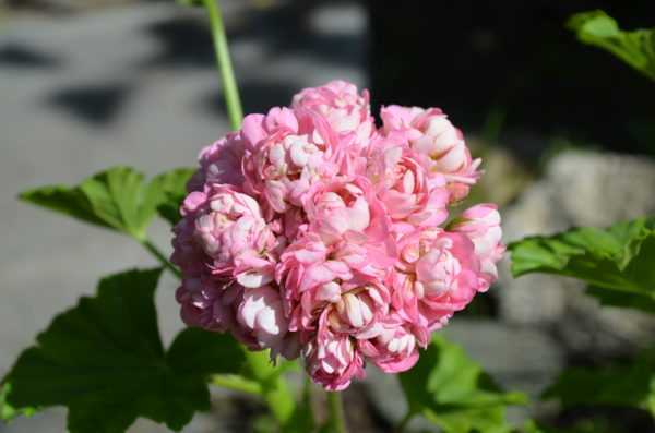 Прекрасное декоративное растение – пеларгония. сорта цветка, фото, краткое описание и принципы ухода