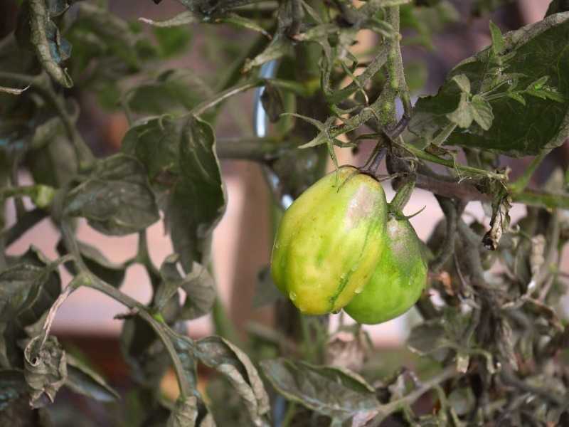 Фитофтора на помидорах в открытом грунте: как бороться народными средствами? чем еще обработать томаты? как опрыскать их препаратами и спасти с помощью йода?