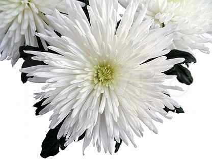 Белые хризантемы: описание, применение и разновидности