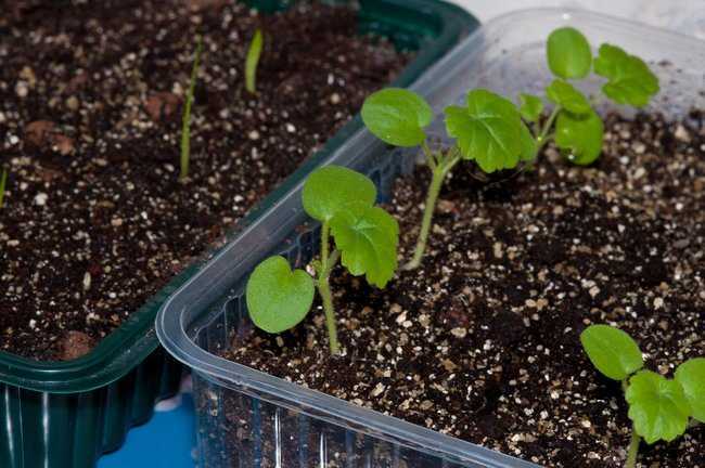 Пеларгония на рассаду: как вырастить герань из семян в домашних условиях