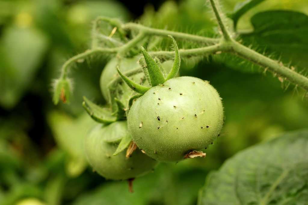Методы и средства борьбы с белокрылкой на тепличных томатах в 2020 году: как наиболее эффектно защищать посадки и уничтожать насекомое, первые признаки опасности, чем угрожает эта мошка, сохраняем теп