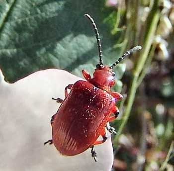 Все о жуках-вредителях. Как избавиться от красных жучков на лилии и какие еще насекомые представляют опасность для цветов? Борьба с вредителями деревьев.
