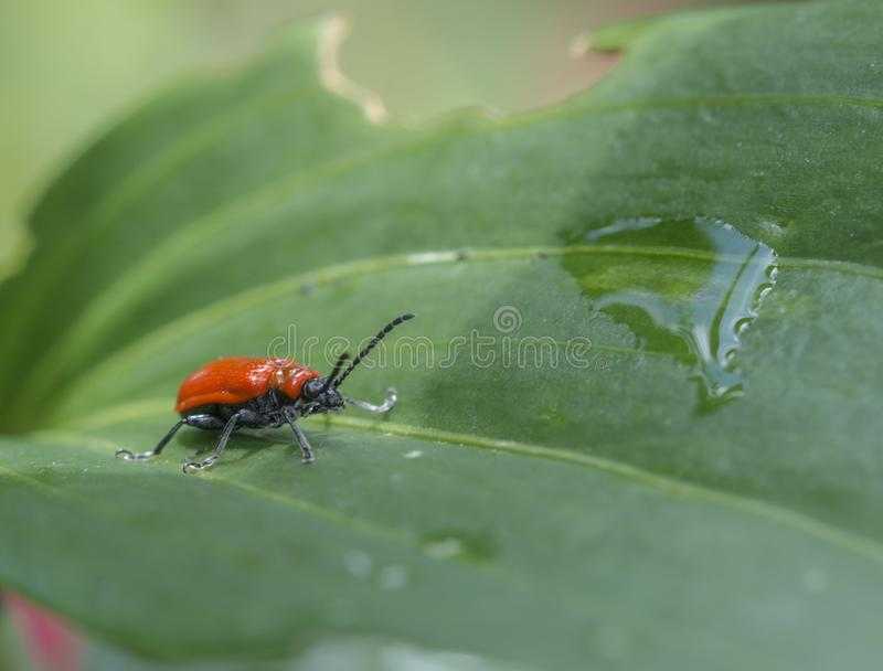 Красный жук на участке. как избавиться от лилейной трещалки и жука солдатика