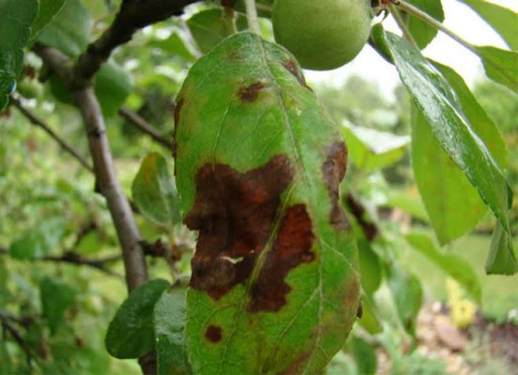 Болезни яблони фото на листья лечение