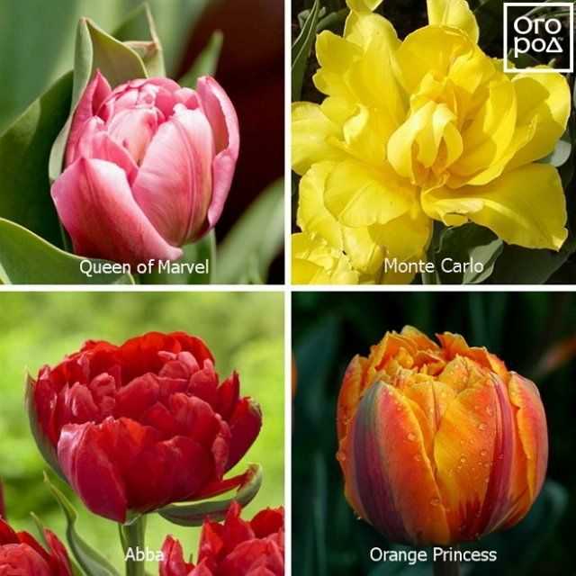 Сорта тюльпанов: лучшие и новые с описанием и характеристиками с фото