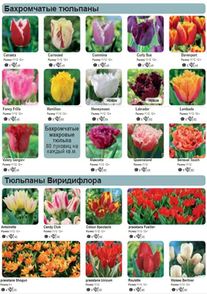 Виды и сорта тюльпанов - цветочки - медиаплатформа миртесен