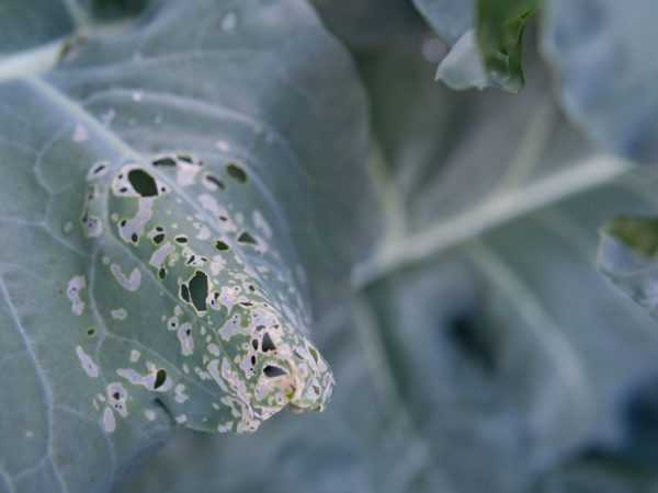 «биокилл», средство для борьбы с насекомыми-вредителями