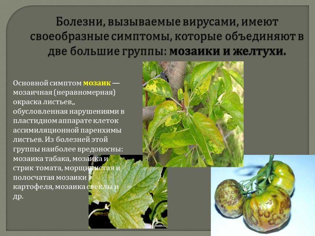 Болезни свеклы (маревых) – корнеед, фомоз, курчавость и др.