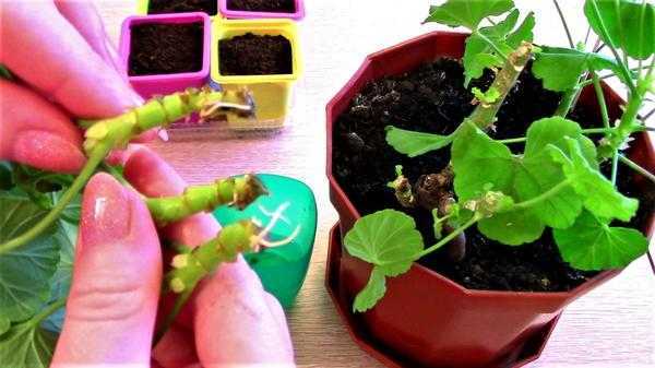 Выращивание пеларгонии из семян в домашних условиях