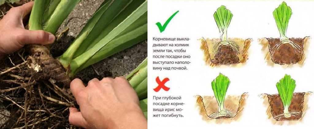 Ирисы Посадка Весной Луковичные