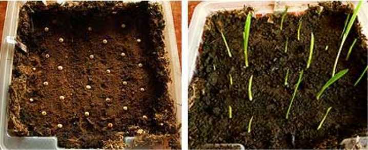 Гладиолусы (150 фото): пошаговая инструкция как выращивать и ухаживать за цветами в открытом грунте