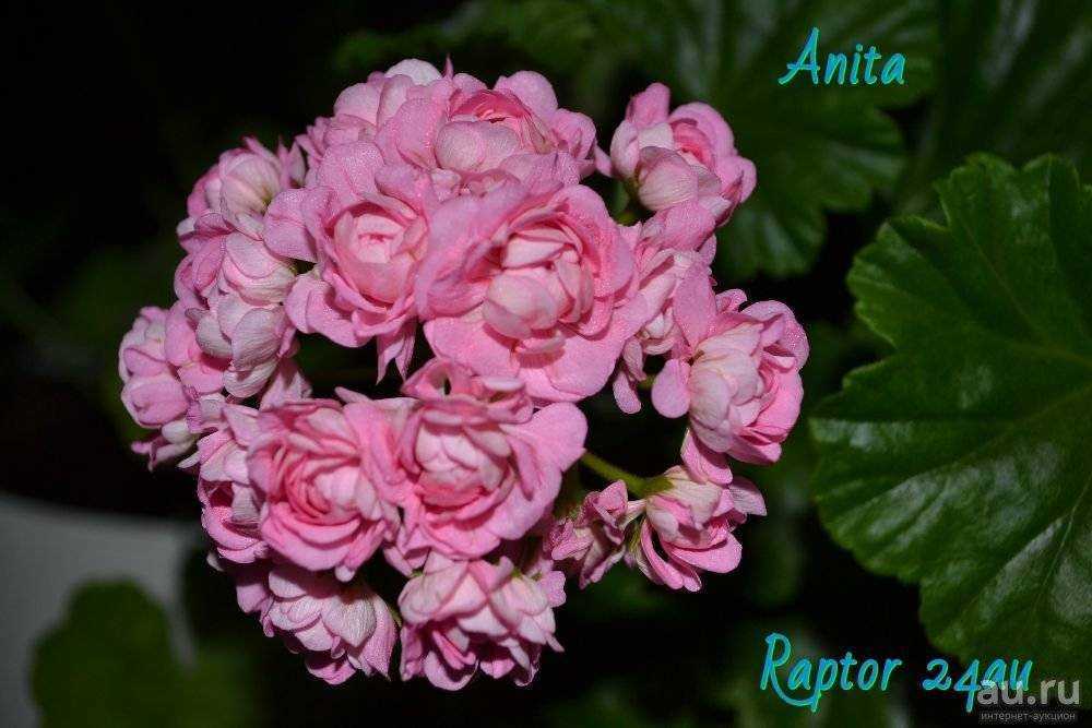Выращивание пеларгонии anita (анита): как ухаживать, описание сорта герани
