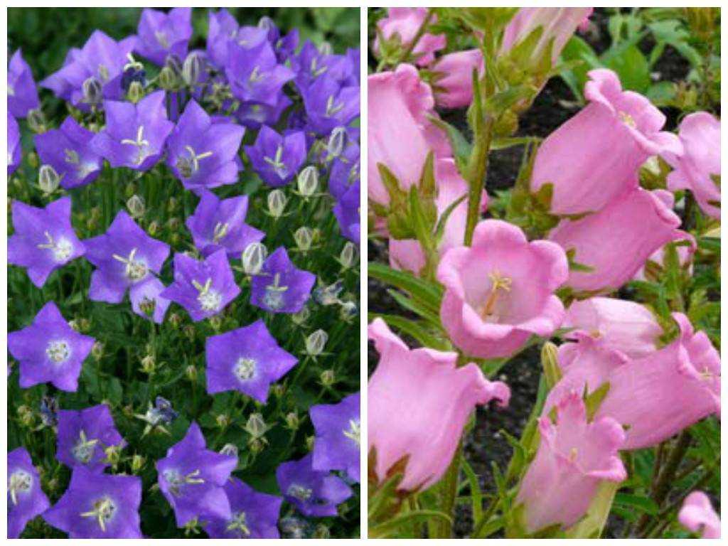 Цветы колокольчики: фото, виды, выращивание, посадка и уход в открытом грунте
