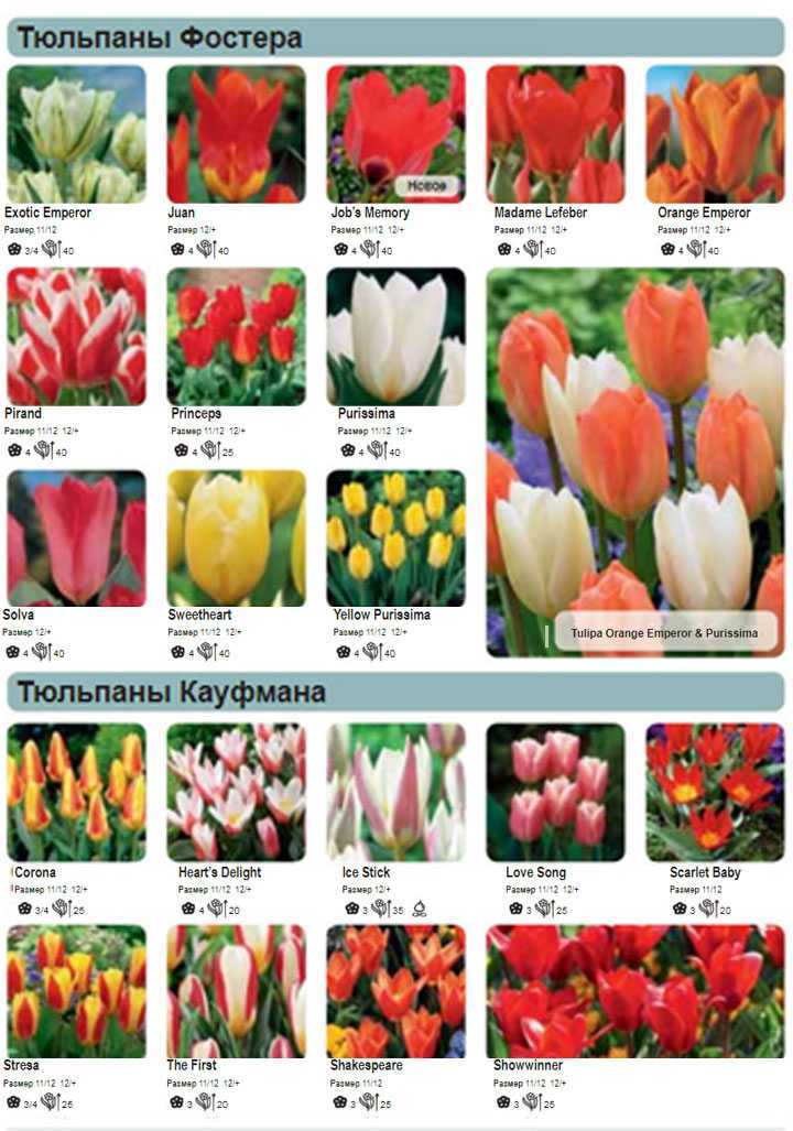 Лучшие сорта триумф тюльпанов - сад и огород