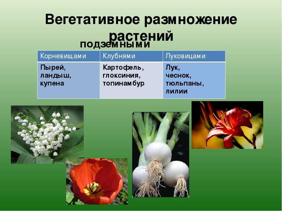 Примеры про растения. Вегетативное размножение растений примеры. Вегетативное пример раст. Вегетативное размножение растений примеры растений. Какие растения размножаются клубнями.