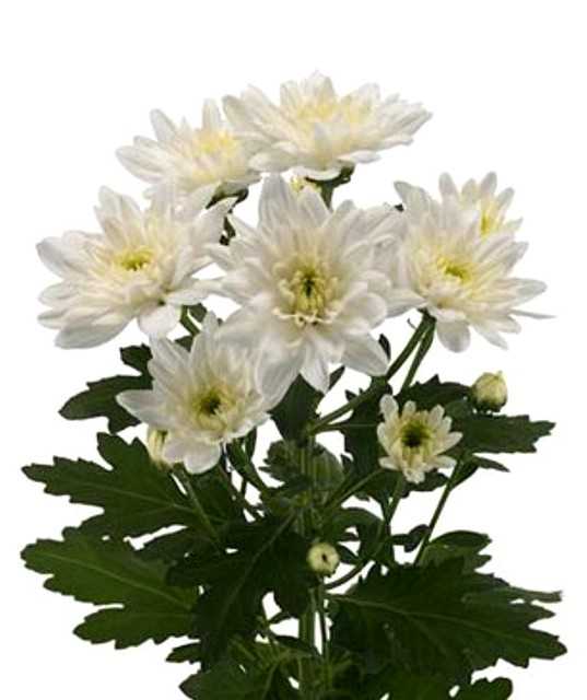 О хризантеме белой кустовой балтика: описание и характеристики сорта, уход