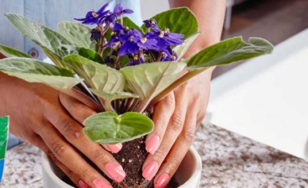 Чем полить фиалки, чтобы зацвели быстрее – в домашних условиях, подкормки для обильного цветения