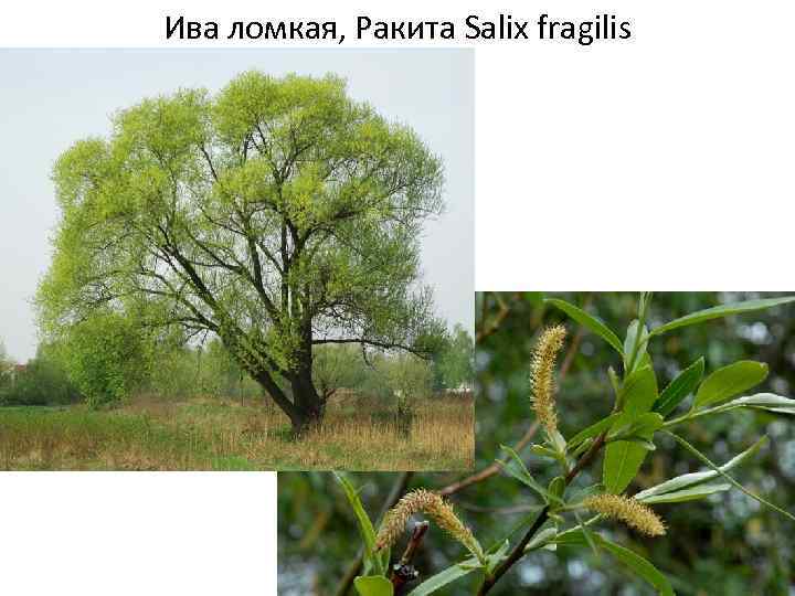 Как отличить иву. Ива ломкая (Salix fragilis) «bullata». Ива ломкая Ракита. Ива ломкая (Salix fragilis), Ракита. Ива ломкая (Salix fragilis l.).