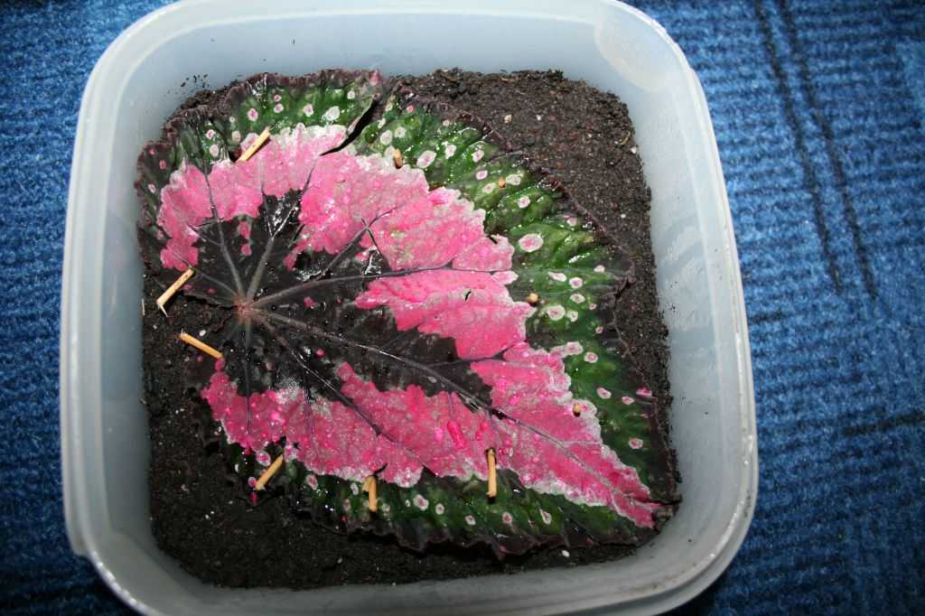 Бегония клубневая: выращивание из семян в домашних условиях