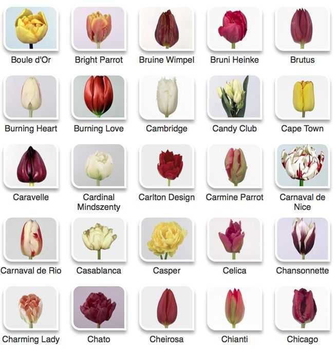Тюльпаны «парад»: описание сорта и особенности его выращивания