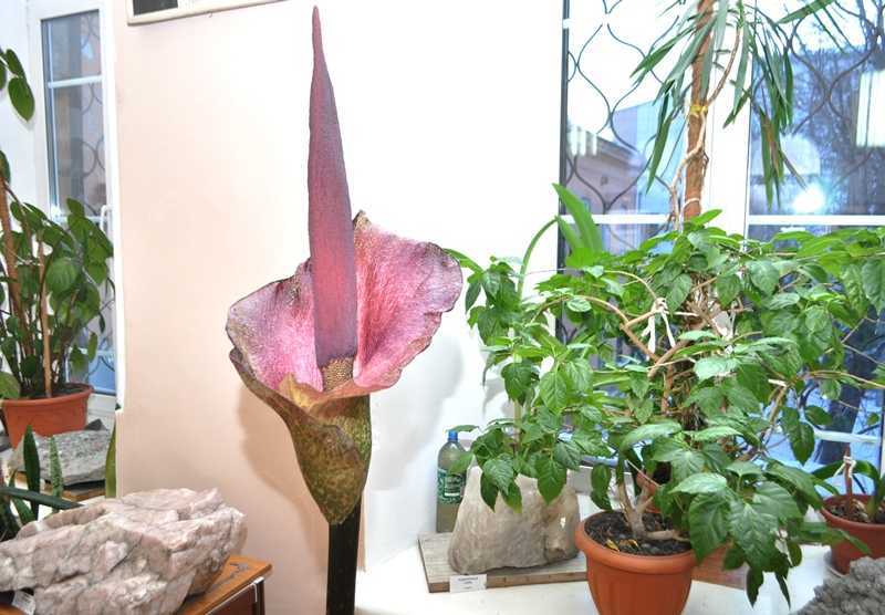 Цветок аморфофаллус в домашних условиях уход фото