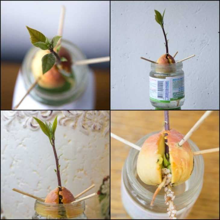 Как выращивать мальву из семян?