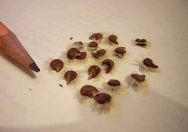 Выращивание фуксии из семян в домашних условиях: правила размножения. как выглядят семена фуксии и как их собрать? как правильно посадить семена?