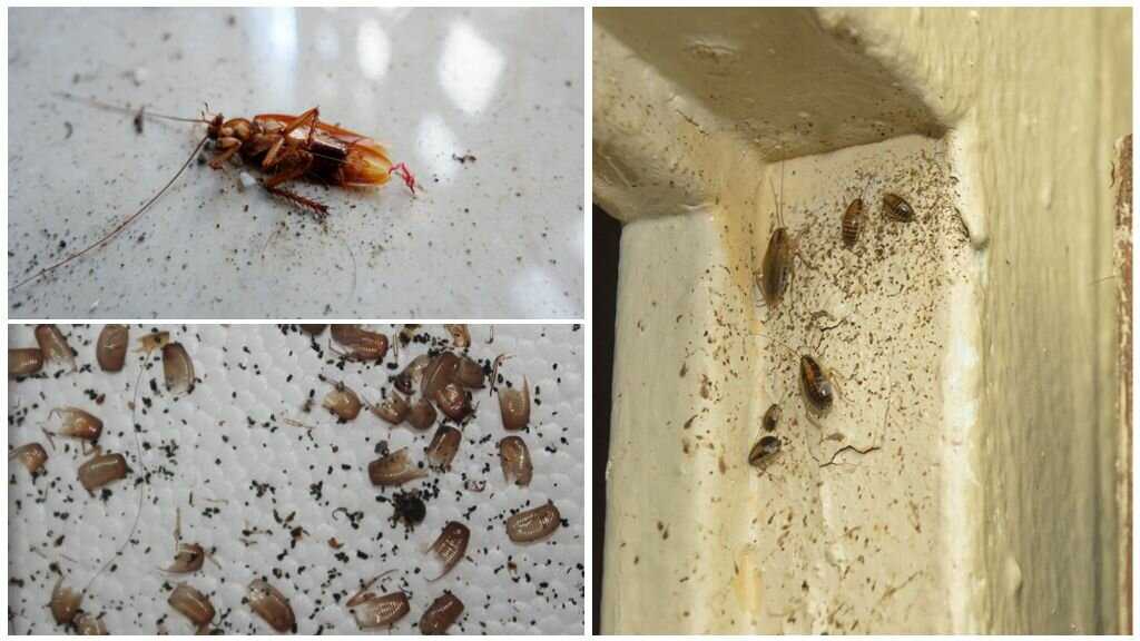 Черный таракан: как выглядит, откуда берётся в квартирах и частных домах, 10 способов, как безопасно избавиться от больших и неприятных насекомых