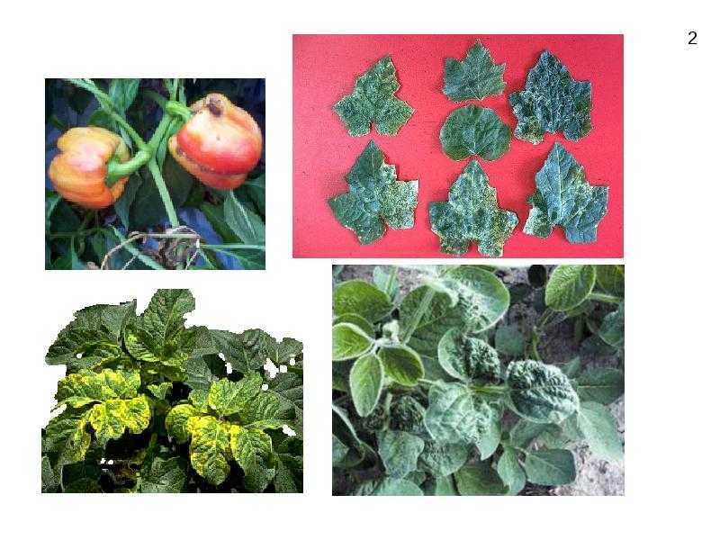 Болезни растений: мозаика. методы защиты и профилактики садов и огородов
